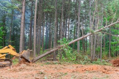 Forestry Clearing